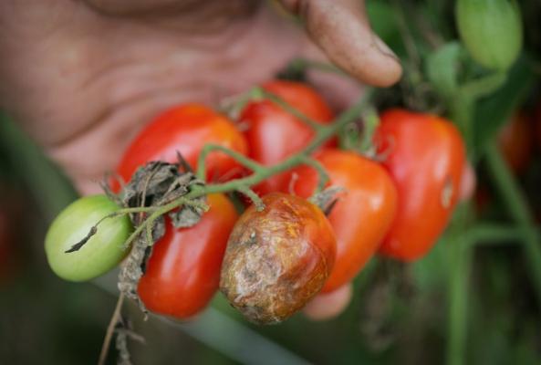 Phytophthora על עגבניות: שיטות של מאבק ומניעה