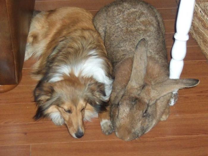 ארנבות מתנפחות - חיות מחמד ענקיות
