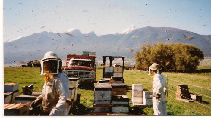 דבורים תעשייתיות - מה נדרש? טובין לכוורות. קורסי דבורים