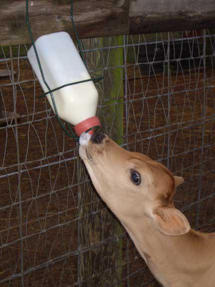 חלב יבש לבעלי חיים: יתרונות ותכונות של יישום