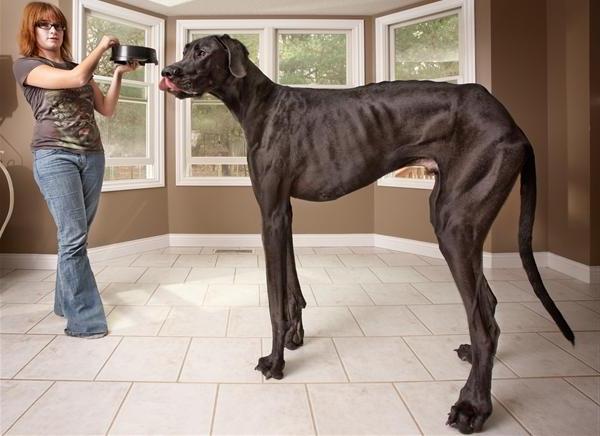 מהו גזע הכלבים הגדול ביותר בעולם?