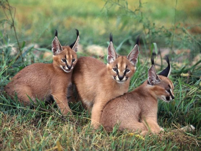 חתלתול karakal (ערבה lynx)