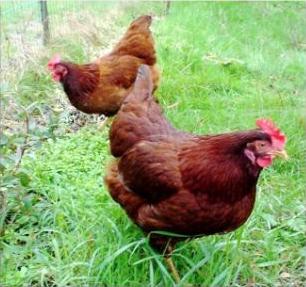 גזע רודוניט - עוף עם ביצה גבוהה