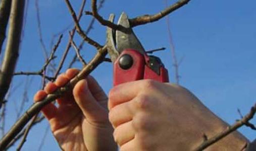 משמש - נטיעה וטיפול בעץ פרי