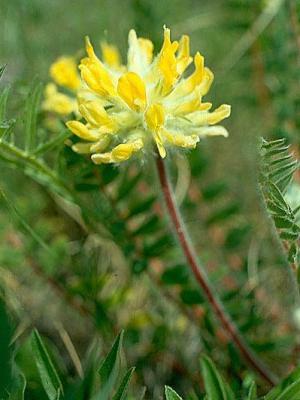 Astragalus woollyflower: תכונות מרפא וגדל על מגרש הגן