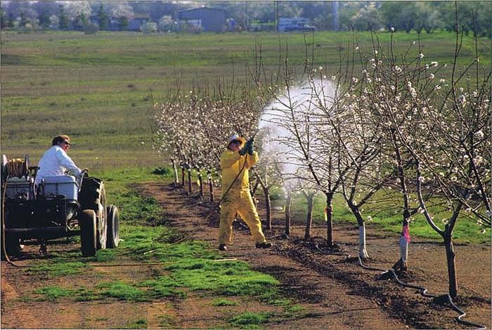כיצד לטפל עצי תפוח בסתיו כדי לשמור על עצים מפני כפור מזיקים?