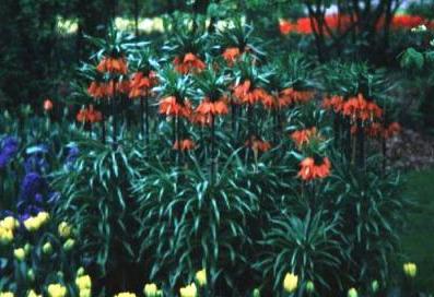 פרחים של תרנגול האוזל הקיסרי - נציג המלכותי של צמחי הגן