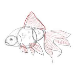 איך לצייר דג זהב בשלבים