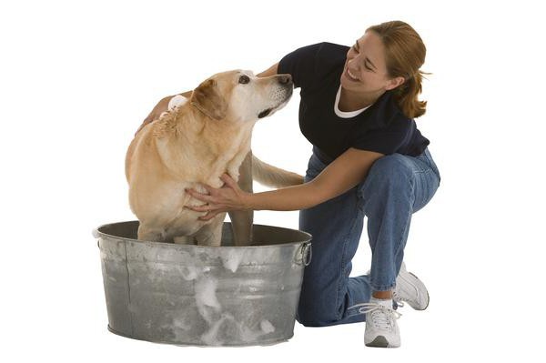 שמפו לכלבים עם chlorhexidine - כלי יעיל לטיפול בבעלי חיים