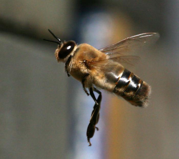 הזמזום הוא דבורת הזכר