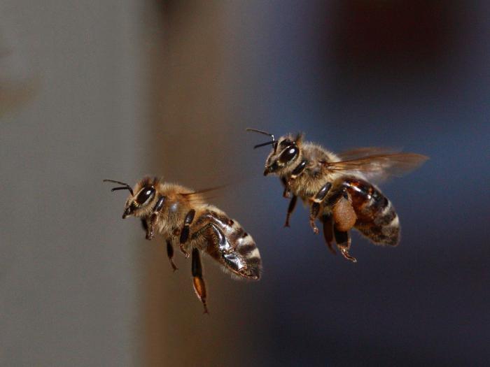 איך הדבורים מוצאים את דרכן הביתה? גרסאות מרובות