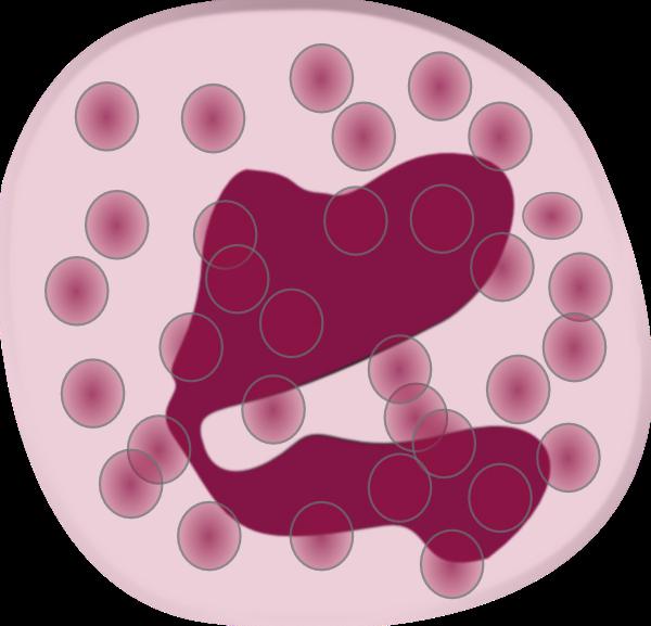 מה היא עדות של eosinophils מוגברת אצל ילדים בדם?
