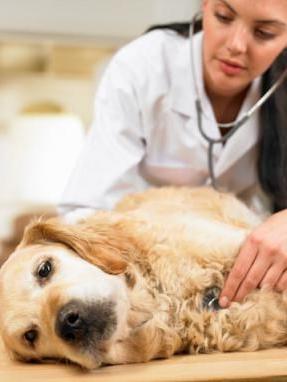 הרעלת כלבים: תסמינים ותוצאות